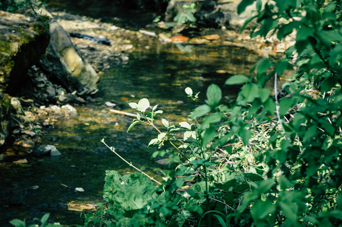 Kräuterführung am Buxheimer Weiher: Entdecken Sie die Vielfalt der Natur am 27. September 2025